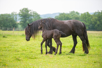 Fototapeta premium Chevaux de race frison dans un élevage 