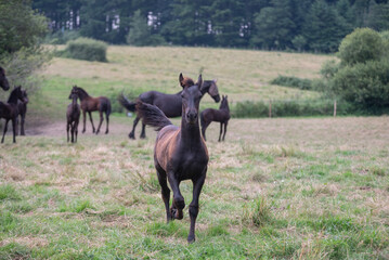 Chevaux de race frison dans un élevage 