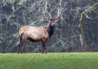 Roosevelt elk