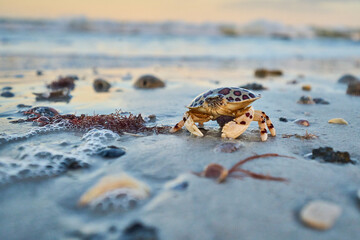 calico crab on the beach with egg sack . 
