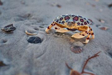 calico crab on the beach with egg sack . 