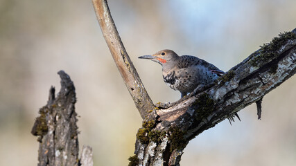 Northern Flicker