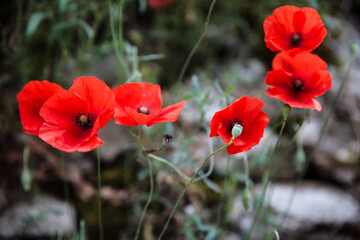 red poppy flowers