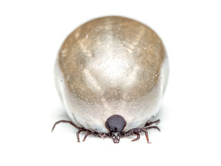 Engorged tick on white