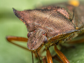 Red-legged Shield Bug on green leaf