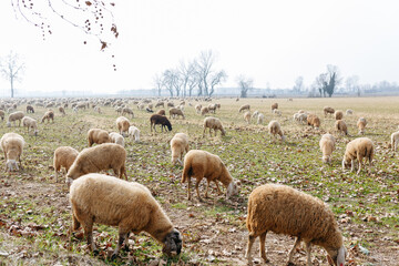 Obraz premium a flock of sheep grazing in a pasture