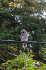 barred owl (Strix varia)