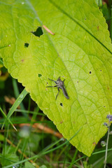Dragonfly nymph