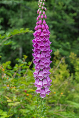 foxglove (Digitalis purpurea) © Conrmiller
