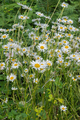 Daisy (Bellis perennis) © Conrmiller