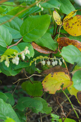 Salal or Shallon (Gaultheria shallon)