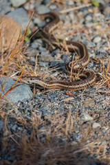 Garter snake