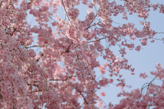 sakura