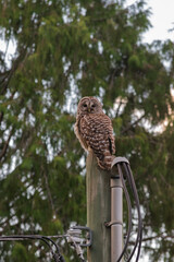 barred owl (Strix varia)