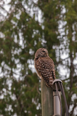 barred owl (Strix varia)