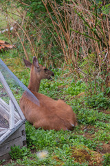 white-tailed deer (Odocoileus virginianus)