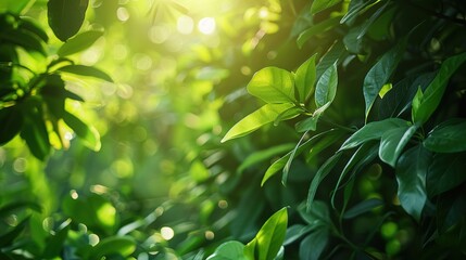 Serene Forest Canopy with Sunlight Streaming Through - Nature Background of Vibrant Green Foliage