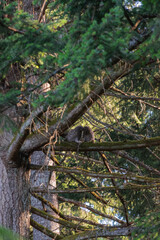 barred owl owlets (Strix varia)