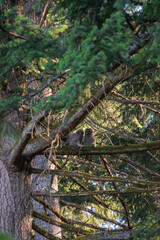 barred owl owlets (Strix varia)