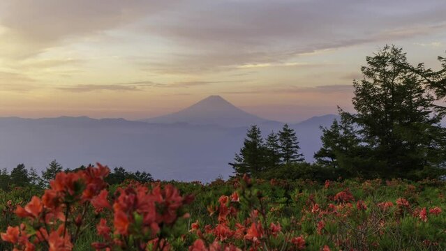夜明けのの甘利山からレンゲツツジと富士山Timelapse