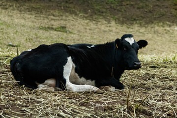 black and white cow