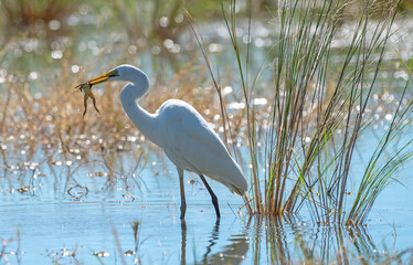 Egret catching frogs in a lagoon in far north of outback Queensland, Australia.