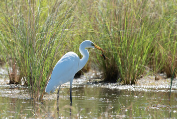 Egret catching frogs in a lagoon in far north of outback Queensland, Australia.