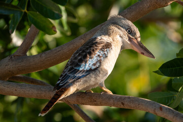 Blue winged kookaburra in far north Queensland, Australia.