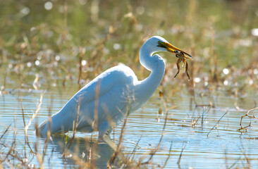 Egret catching frogs in a lagoon in far north of outback Queensland, Australia.