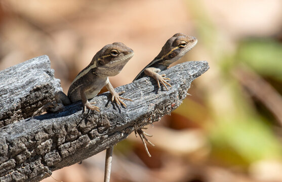 Two tiny lizards in far outback Queensland.
