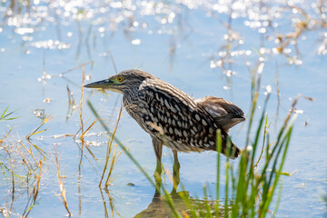 Nankeen heron or  rufous night heron in a lagoon in northern Australia.