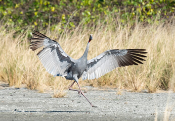 Fototapeta premium brolga dancing in northern Australia.