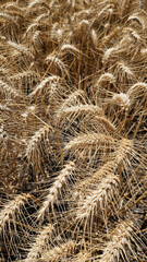 Golden Cereal field with ears of rye, Close-up natural background, Agriculture farm and farming concept