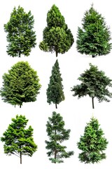 A variety of tree species on a clean white surface