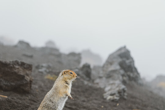 Gopher on a slag field in the morning in the fog
