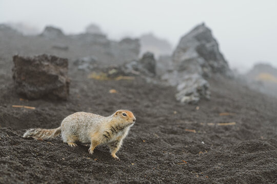 Gopher on a slag field in the morning in the fog