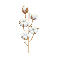 Cotton plant branch with fluffy white cotton bolls. Hand drawn watercolor botanical illustration. For design, cards, labels, packaging, textiles, printing, fabric, advertising.