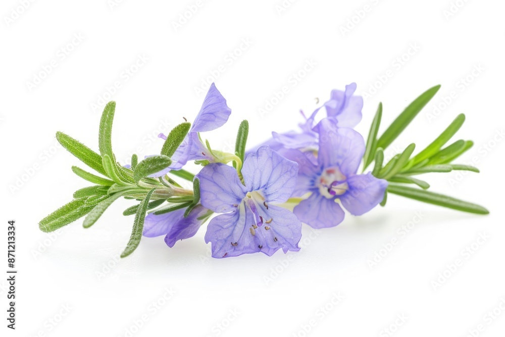 Aufkleber a single purple flower sits on a white background, ideal for use in designs and projects where a tou