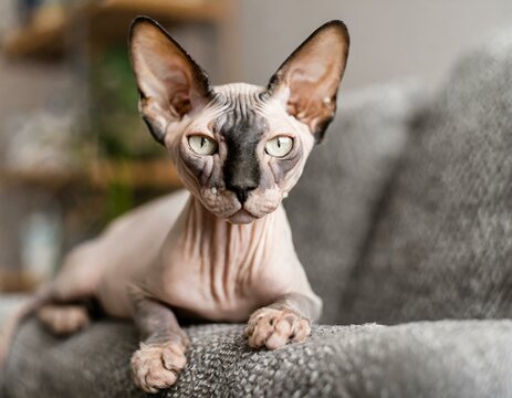 Łysy kot bez sierści sfinks
