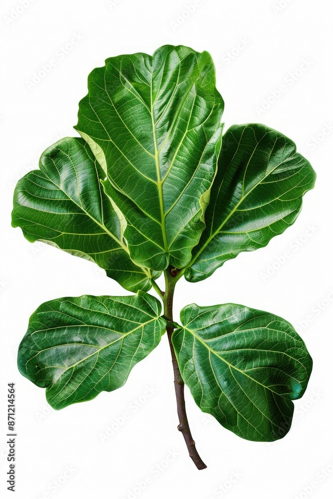 Wall mural A close-up shot of a plant on a white background, great for product or nature photography