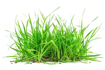 A close-up shot of lush green grass on a plain white background, suitable for use in various designs and layouts