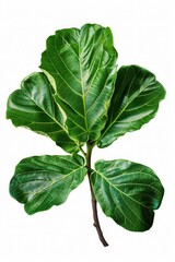 A close-up shot of a plant on a white background, great for product or nature photography