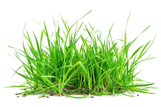 A close-up shot of lush green grass on a plain white background, suitable for use in various designs and layouts