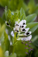 Bean plants white flowers.