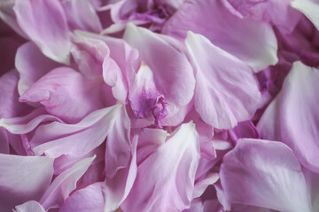 Pink rose flower petals for herbal tea or cosmetic products.