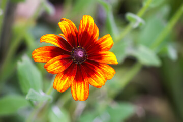 Rudbeckia hirta yellow flowers in a garden. Black-eyed Susan plants in flowering season.