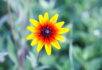 Rudbeckia hirta yellow flowers in a garden. Black-eyed Susan plants in flowering season.