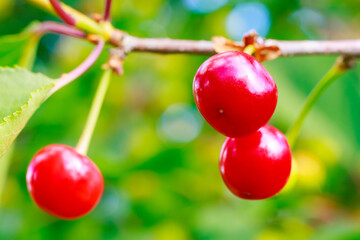 Three red cherries or cherry hanging from a tree branch