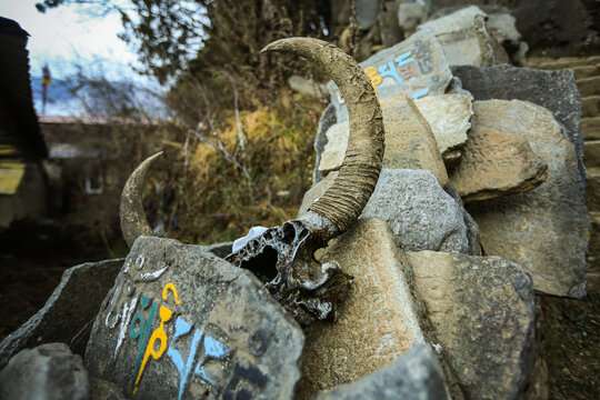 Yak skull with prayer flags in the Himalayas