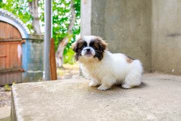 A small white and brown dog is sitting on a cement floor